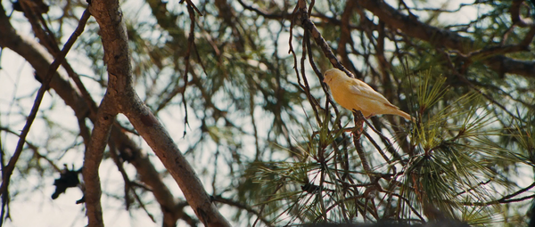 Ce que le jour doit à la nuit [What the Day Owes the Night][白天不懂夜的黑] (2012)